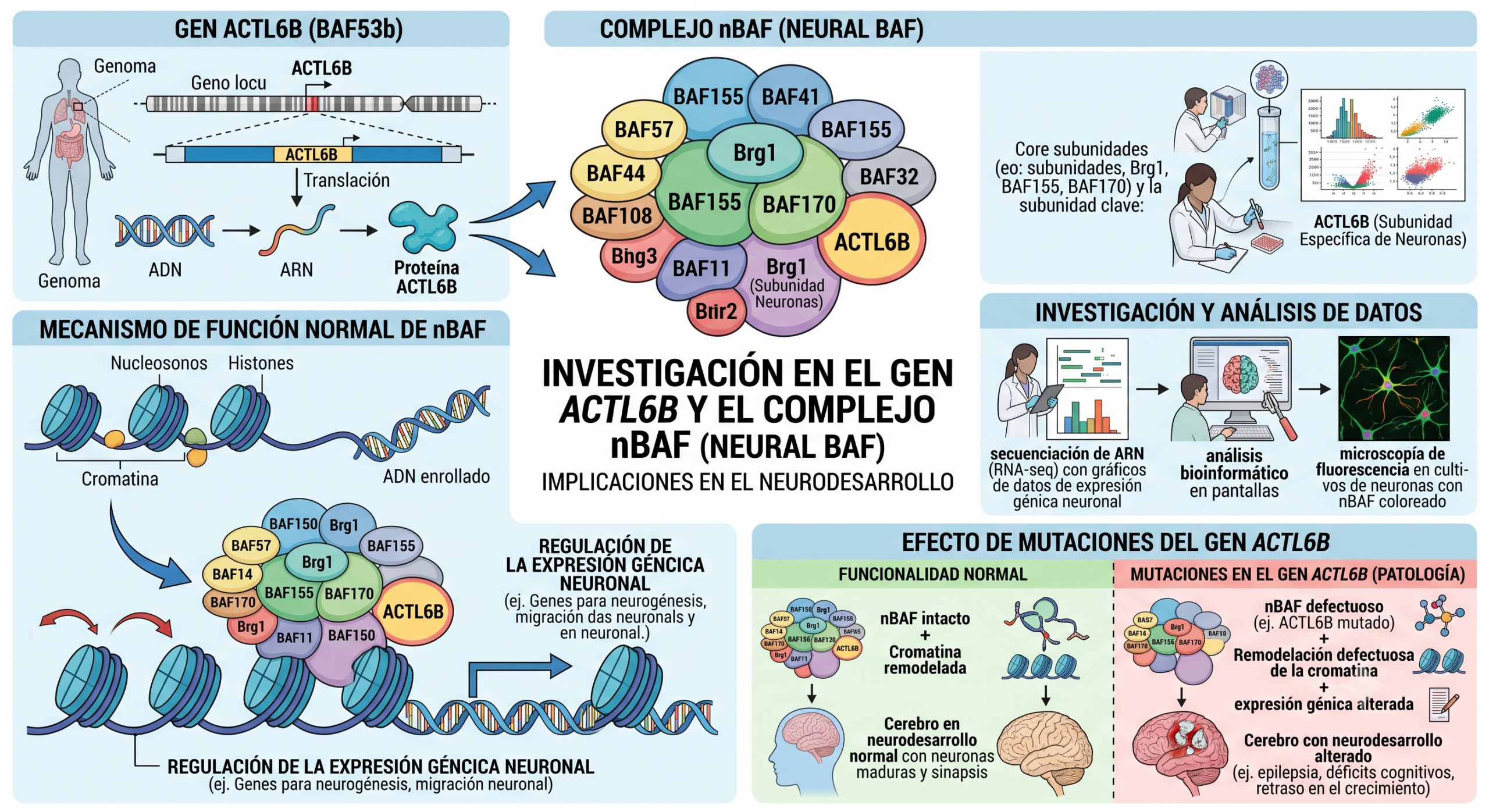 GEN-ACTL6B El gen ACTL6b
