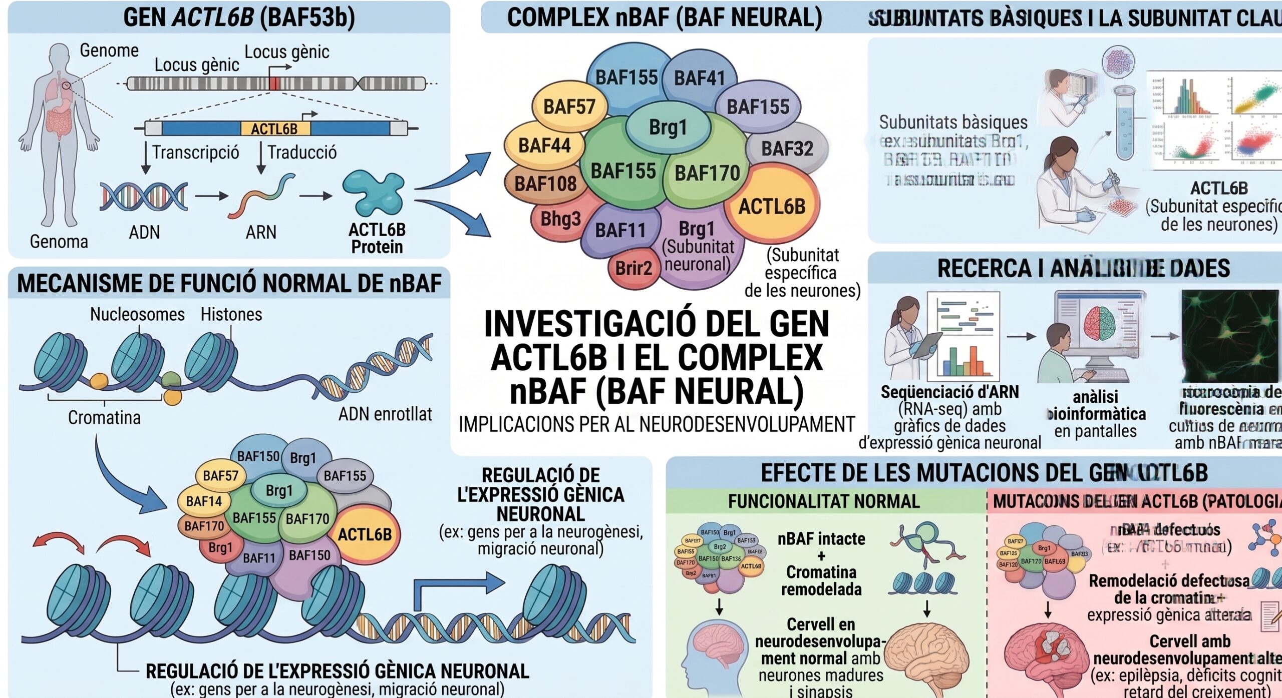 GEN-ACTL6B-scaled_Catala El gen ACTL6b