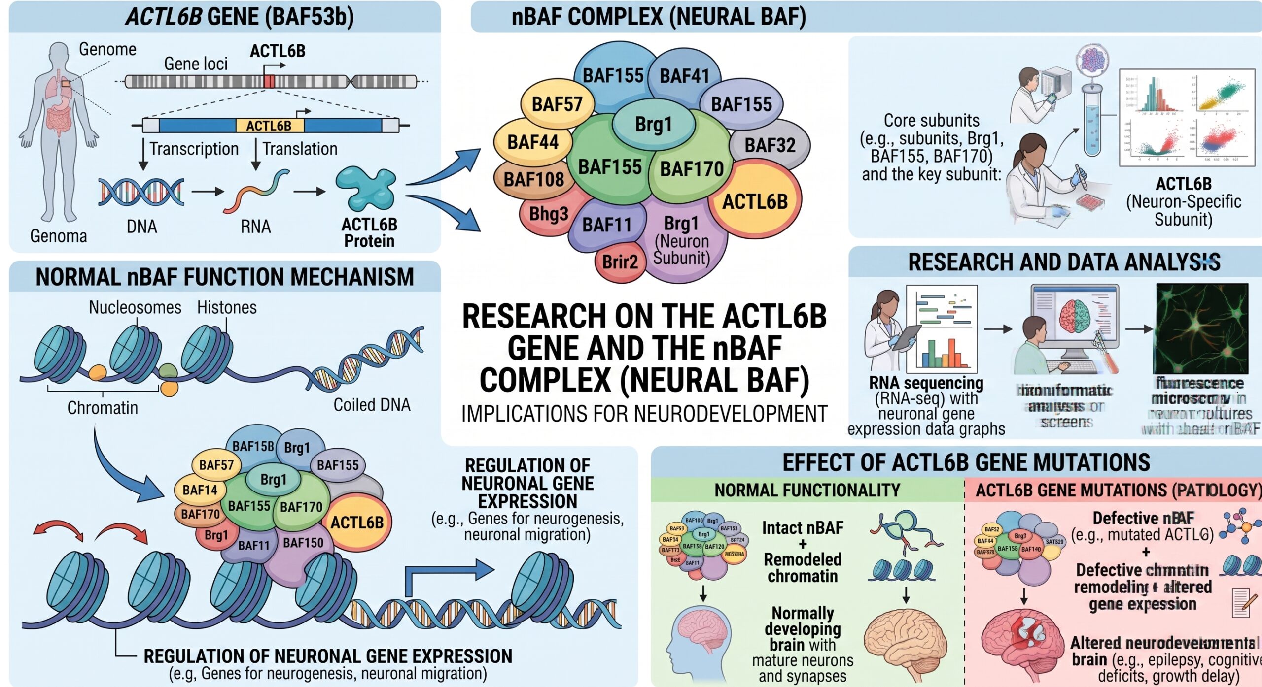 ACTL6B Infography